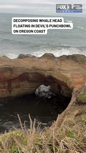 Decomposing whale head floating in Devil’s Punchbowl on Oregon coast