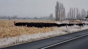 Local law enforcement and Washington State Patrol assist these ranchers during a large cattle crossing near Soap Lake, Washington over the weekend. Video: Brenda Twyman Hill | Source ONE News