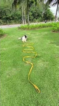 Adestramento de Border collie #facilidog