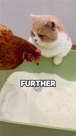 Flying Poop Prank on a Cat 😱