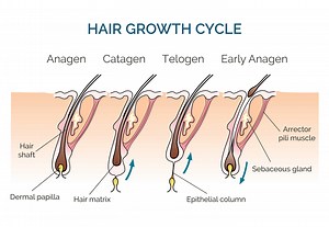 The Hair Growth Cycle: Stages and What it Means for You