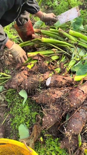 Sk 2902 mini rotary tillage and ridging one one tree short view #travel #beach #flowers