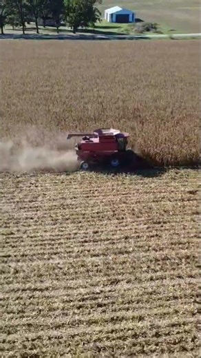 Combining corn! Corn harvest 2025!!