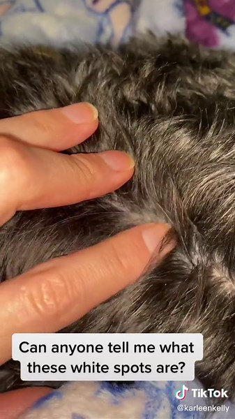 Identifying White Spots on Dogs: Common Skin Problems