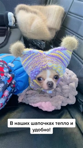 Custom Chihuahua Apparel for Ultimate Comfort