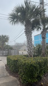 17K views · 112 reactions | Stephanie Waller took this video of snow in North Myrtle Beach at the Gustafson Law Firm. Thanks for the video, Stephanie. | WMBF News | Facebook