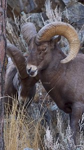 Bighorn ram rubbing his head against another male. A sign of dominance! #bighornsheep #sheep #ram #wildlife #wildlifephotography #rut #animallover #Colorado #wildlifeaddicts #reelkarofeelkaro #fyp #fbreelsfypシ゚ #natgeo | Colorado Wild Photography