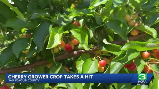 San Joaquin County cherry farmers face crop damage from unseasonable rain