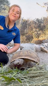 1.4K views · 82 reactions | It’s #DesertTortoiseWeek!  Every...
