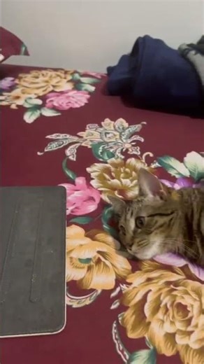 Cat watching herself on screen📱