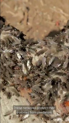 Nature's Master Builders: The Incredible Homes Animals Construct