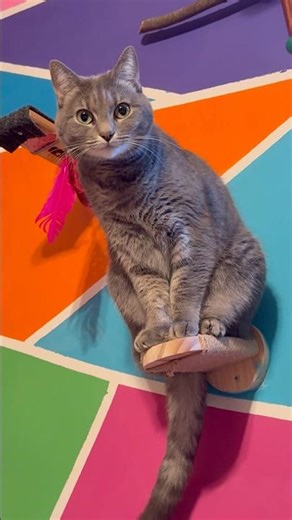 🐾 Funniest & Cutest Cat Compilation 😸 Adorable Cat Moments for Every Cat Lover