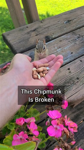 9.2K views · 65 reactions | Broken Chipmunk! | Second thought | Facebook