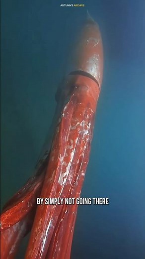 The Colossal Squid Absurdity