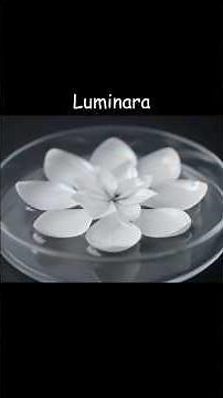 "Mesmerizing Chemistry in Extreme Close-Up"