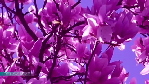 Dreamy pink & purple relaxation: Soothing music & calming visuals for stress relief