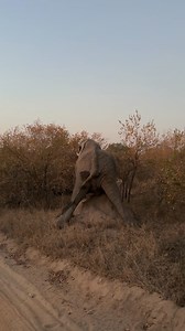 Watch this hilarious moment as a big bull elephant tries to scratch his private part using a termite mound 😂 #malamala #malamalagamereserve #elephant #scratching #funny #hilarious #biganimals #big5 #wildlife #wildlifemoments | Deon Kelbrick
