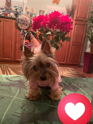 25 reactions | Coco殺,,this the second year I haven’t been able to hug 珞 and kiss  you on your birthday . I miss you  and I always will,,, Happy 18th birthday Cocinko  I love you forever ❤️ | Libby Kallhoff | Facebook