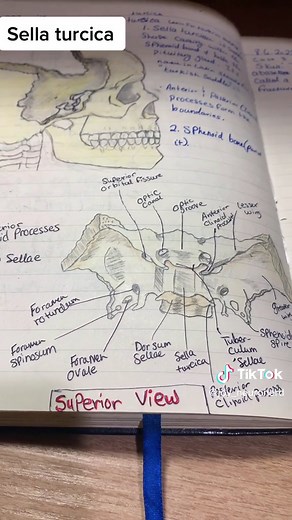Exploring the Sphenoid Bone and Sella Turcica