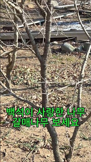 백석이 사랑한 갈매나무 보세요 #갈매나무 #백석