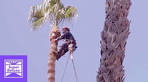 1.6M views · 6.1K shares | Palm tree trimming is more dangerous than you think. | Tatered | Facebook