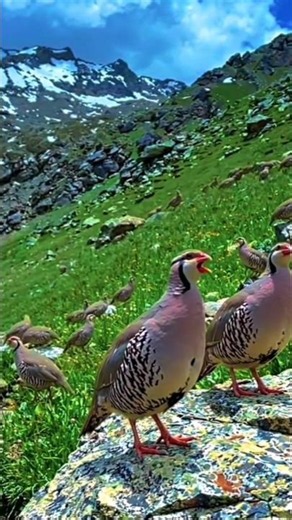 Chukar Bird in Gilgit-Baltistan Mountains 🏔️🐦