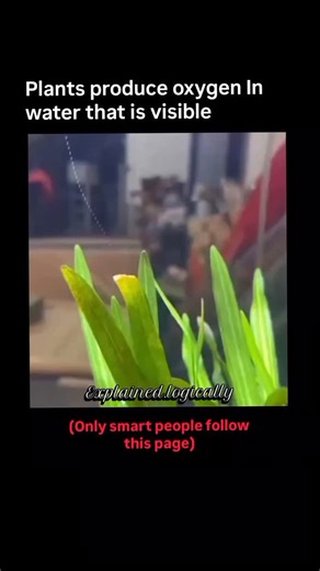 Science | History | Facts on Instagram: "🌿 Photosynthesis in Action – See Plants Breathe! Watch closely: tiny oxygen bubbles form on the leaves of an aquatic plant, rising slowly toward the water’s surface. ✨ Each bubble is a byproduct of photosynthesis, the incredible process where plants convert sunlight into energy and release oxygen — the same oxygen we breathe every day! 💨 The sunlight sparkling through the water creates a mesmerizing display of reflections, refractions, and natural color