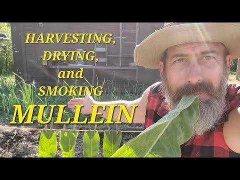 MULLEIN - SMOKE IT, PARALYZE FISH WITH IT AND USE IT AS TOILET PAPER @offgridDAVID
