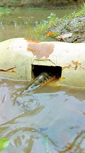 Method of fishing with gourd on the river bank #camping #survival #outdoors #SurvivalBogura | Survival Bogura