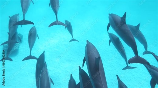 Slow motion underwater video of hundreds of Australian fur seals swimming and blowing air bubbles in crystal clear water at Montague Island, Narooma, New South Wales, Australia.