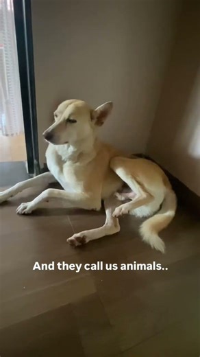 Animals vs humans | #shorts #trendingshorts #animals #human