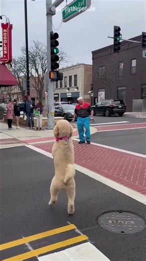 This Dog Can Walk Like Man #trendingshorts