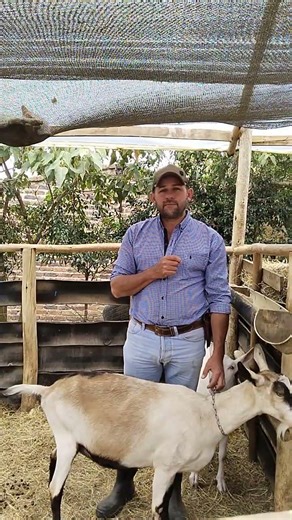 Creer que siempre se ha hecho así es un error fatal #sembrandofuturocaprino 🌟💫🌱