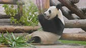 Giant panda also known as the panda bear or simply the panda, is a...