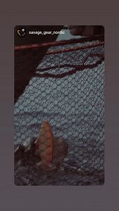 Savage Gear on Reels | Facebook