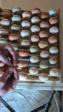 3 conseils pour votre incubation 🐣 #eclosion #chicken #elevage #couveuse #chicken