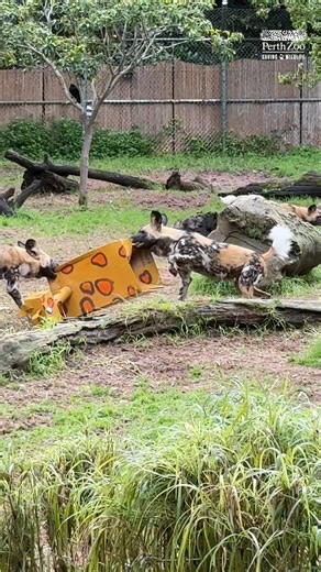 Prey for the pack 🐾 Painted Dogs are some of the best hunters in Africa - that's why prey feeds like this are an absolute hit! These carnivores are highly social and will cooperate to get the most out of a hunt 💪 | Perth Zoo