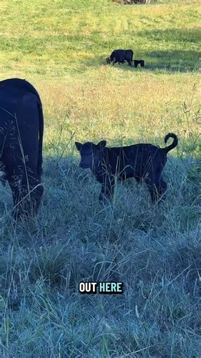 Surprise, Surprise😅🐮 #calving #calvingseason #simmentalcattle #simmental #bullcalf part 001 | Nancy Retriever