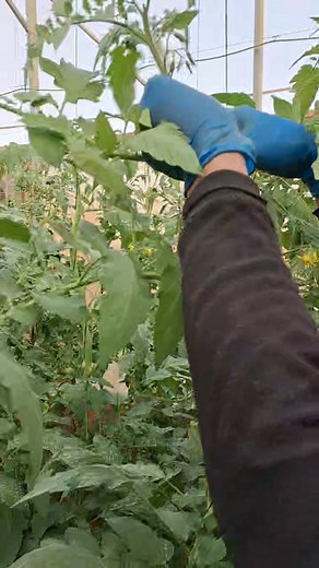 35K views · 287 reactions | Caring for Tomato Plants #garden #greenhouse #farming #farm #gardening #tomatogarden #สวนมะเขือเทศ #มะเขือเทศ #tomato | ฅนหลงป่า | Facebook