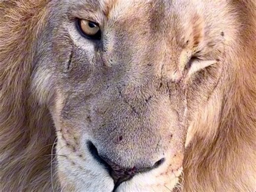 怼脸拍摄雄狮和母狮，雄狮来自GG中心，母狮来自赞比亚南卢安瓜国家公园。