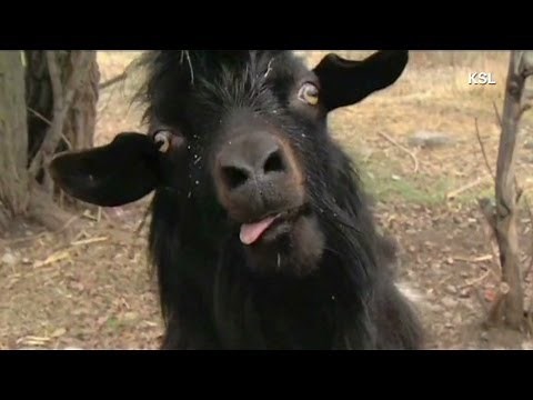 Anderson Cooper: Goats trying to take over world?