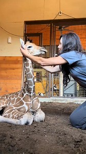 Boop boop boop…. aannnddd da boop boop boop ❤️🦒❤️ After a rough start, round the clock care, a dedicated team of vets, countless sleepless nights and a tireless determination to make sure this baby would make it, we are very pleased to announce that this beautiful girl is ready to go to her forever home. @🦒Wildlife Vet Services🦏 #wandasweezoo #baby #giraffe #babygiraffe #sweet #adorable #kidsoftiktok #family #children #loveanimals #animallover #cuteanimals #babyanimals #rescue | Thatcher Jude