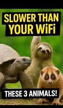 These 3 Animals Move Slower Than You Can Imagine! 🐢🦥🦎 | Slowest Animals on Earth | Shorts