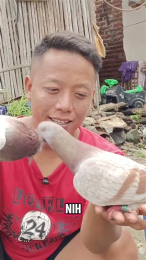 DULU MERPATI INI SUSAH JODOH