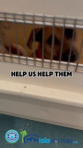 27 reactions · 7 comments | Isla Animals SNIP SNIP spay and neuter Campaign! An event for street animals and rescues. We are here making the world a tiny bit better for these animals!!!! Help us help them - Caring is Global! ❤️ | Isla Animals | Facebook