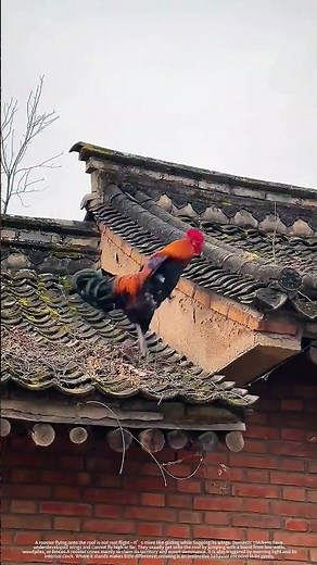 A domestic rooster capable of flight