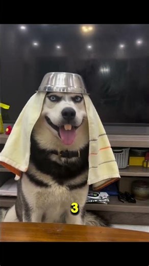 Siberian Husky 5 Facts People Forget