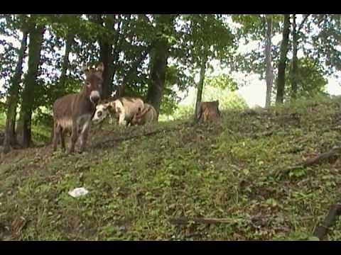 Donkey Mating Ritual at Woodleigh Farm