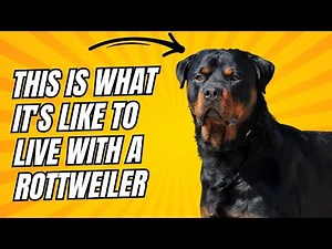 ROTTWEILER: Personality and Temperament. Is it ideal for you?