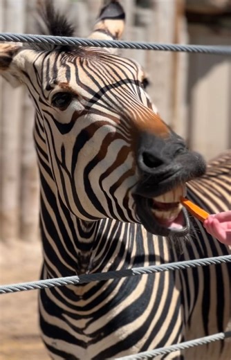 Hogle Zoo on Instagram: "Yes, you read that right—zebras are black with white stripes! 🦓 A zebra's stripes are actually one of the last things to develop before birth. Before those stripes come in, they have all black skin and fur. Fun fact: each zebra's stripe pattern is unique, like a human fingerprint! #utahshoglezoo #hoglezoo #internationalzebraday #zebraday #zebra #animals #utah #zoo"